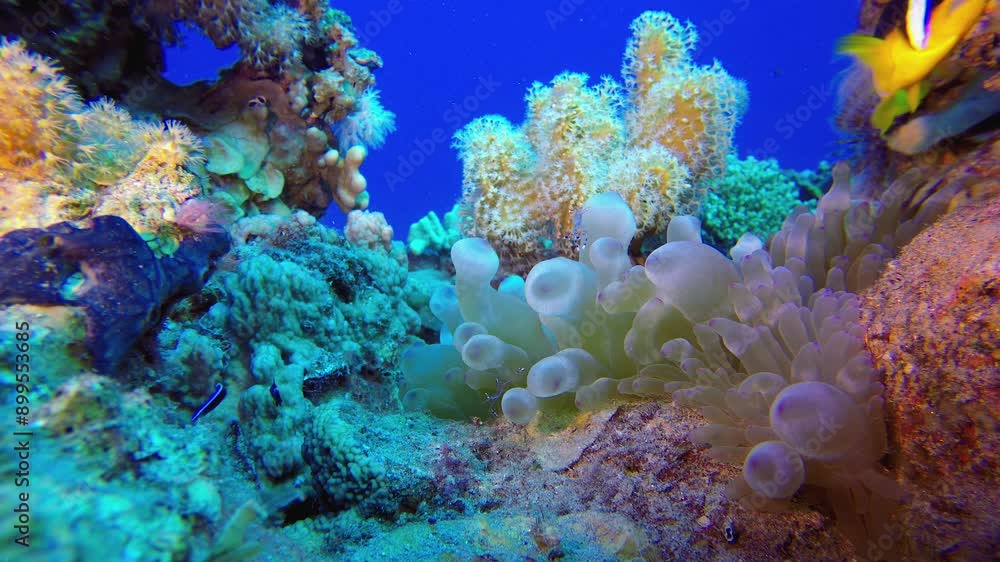 Corals Sea Anemone and Clownfish. Underwater clownfish (Amphiprion bicinctus) and sea anemones. Red Sea anemones. Tropical colourful underwater clown fish. Coral garden seascape. Corals Sea Anemone and Clownfish. Underwater clownfish (Amphiprion bicinctus) and sea anemones. Red Sea anemones. Tropical colourful underwater clown fish. Coral garden seascape.