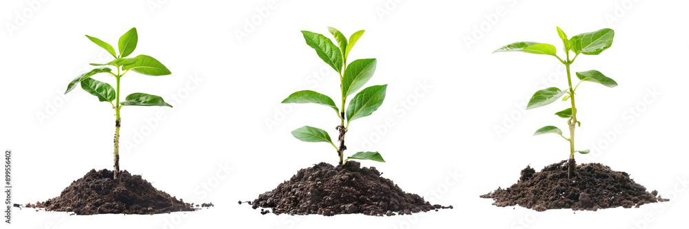 Green plant growing from the ground isolated on transparent background Green plant growing from the ground isolated on transparent background