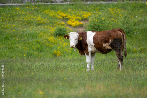 A calf stands in a meadow and observes its surroundings. 