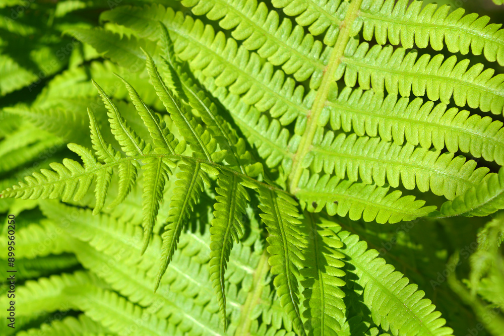 An unusual plant background of green fern leaves, illuminated by rays of light. An unusual plant background of green fern leaves, illuminated by rays of light.