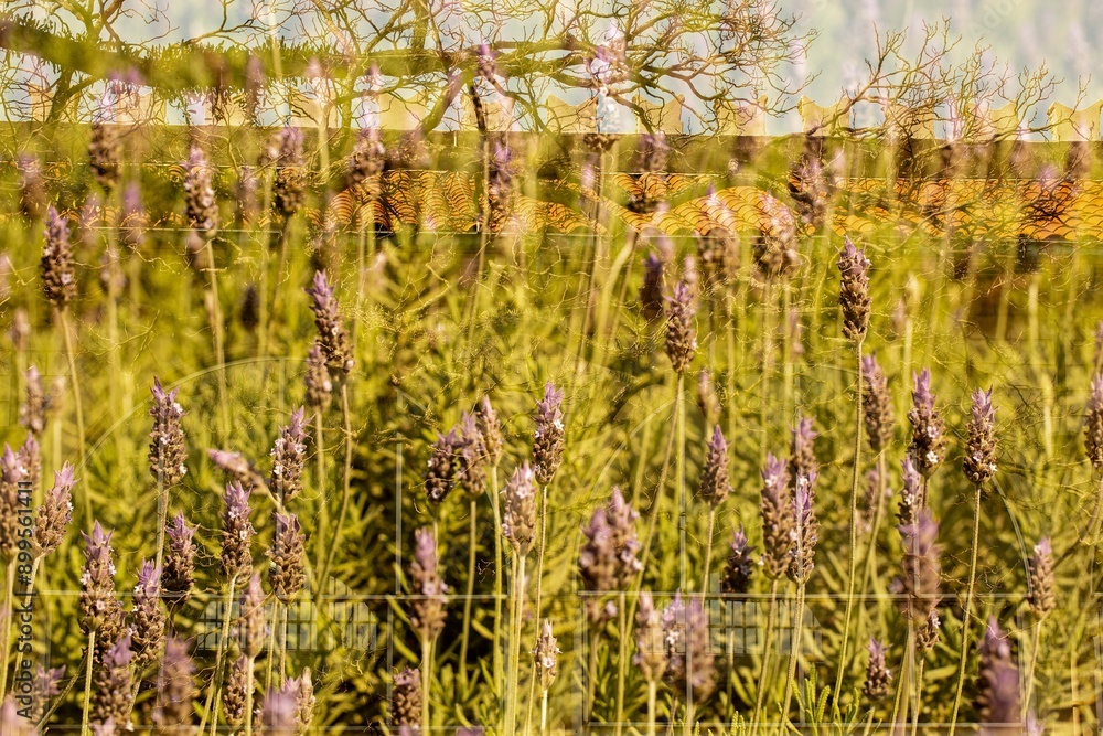Obraz premium Flores de lavanda em sobre exposição de galhos de árvore e parede e telhado de prédio antigo. 
