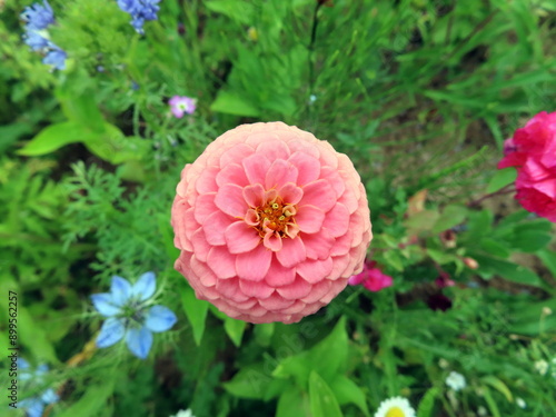 pink zinnia