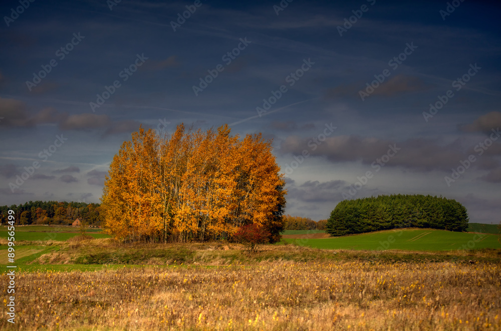 Fototapeta premium Jesień