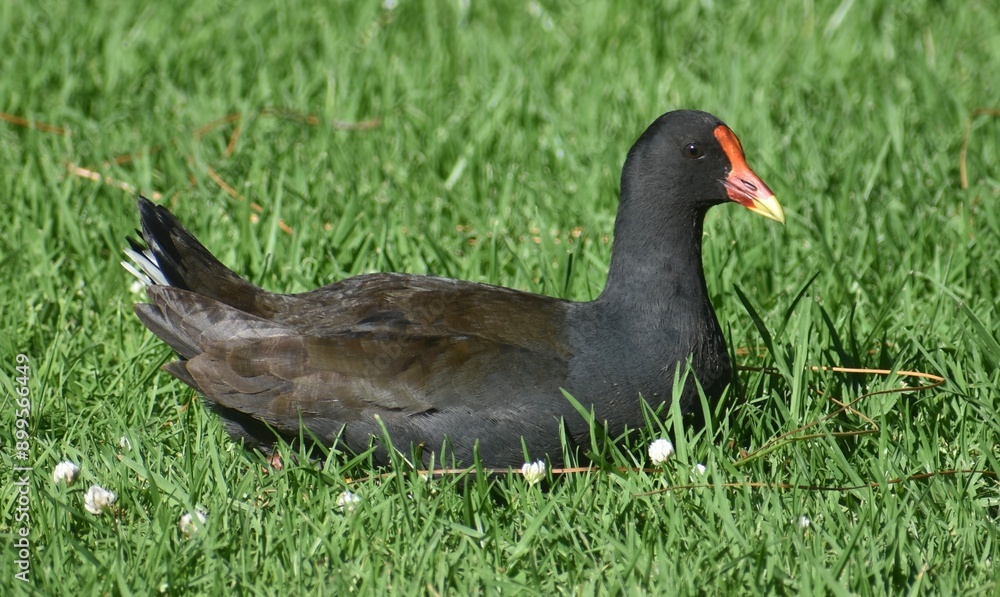 Dusky moorhen sitting on the grass in an Australian park Dusky moorhen sitting on the grass in an Australian park