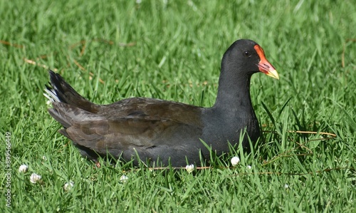 Fotografia Dusky moorhen sitting on the grass in an Australian park
