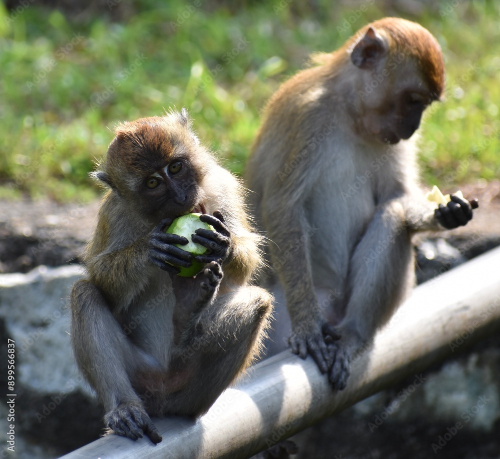 Fototapeta premium Two cute macaque monkeys eating fruit in a Malaysian park