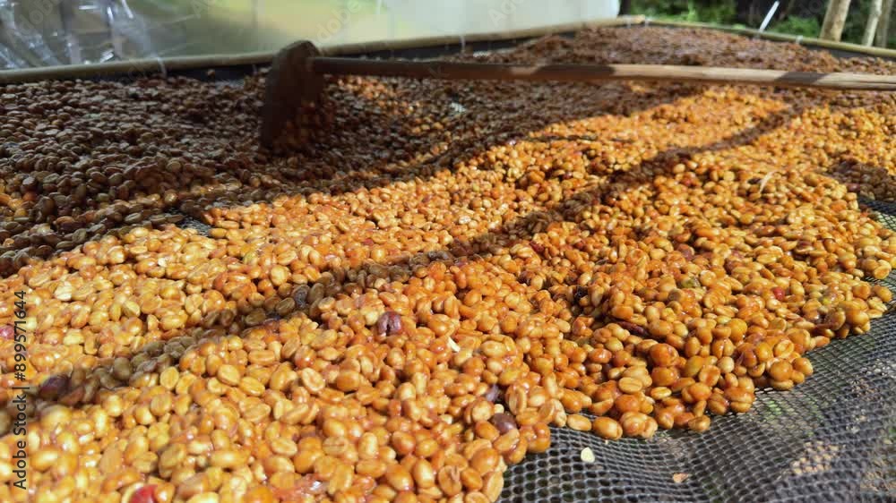 farmer working coffee beans drying honey process on the shelf, north of Chiang Rai Thailand 4k video. farmer working coffee beans drying honey process on the shelf, north of Chiang Rai Thailand 4k video.