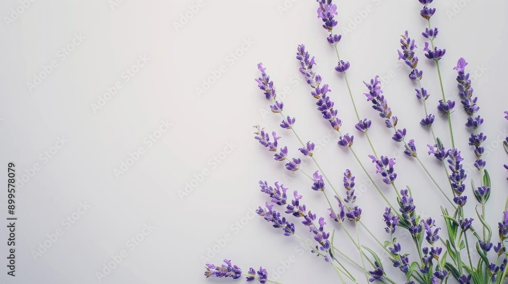 Lavender herb on a white backdrop Lavender herb on a white backdrop