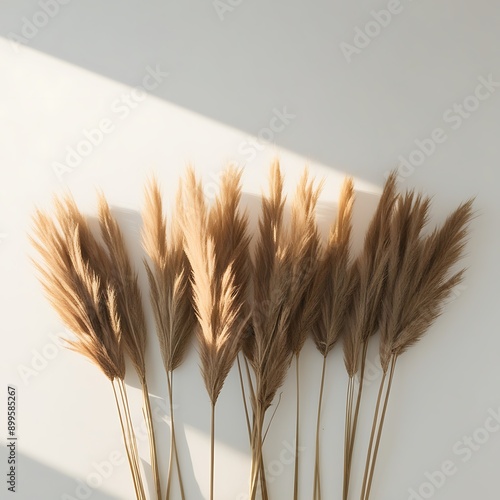 Sunlit Brown Grass Arrangement on White Background