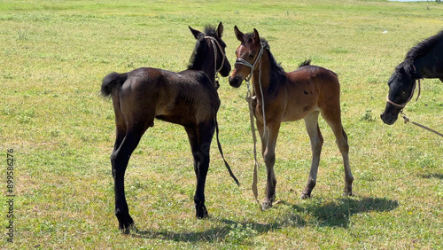 Young horses are friends together