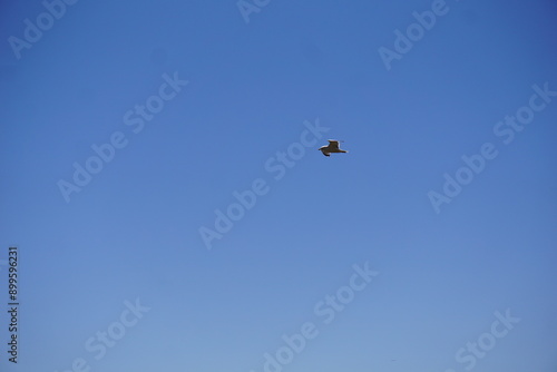 Graceful seagull flying above tranquil mountains under blue sky