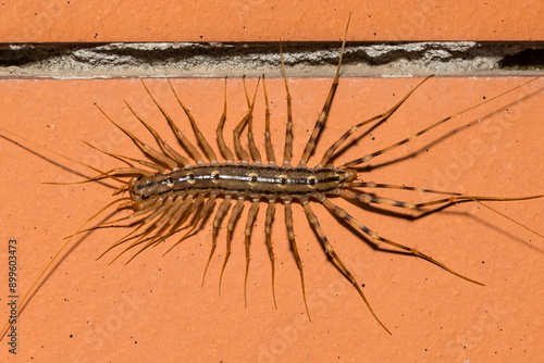 House Centipede - Scutigera coleoptrata photo