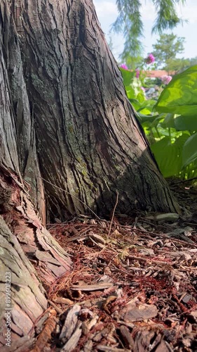 Tree trunk bark sunlit forest floor leaf waterfall landscape background