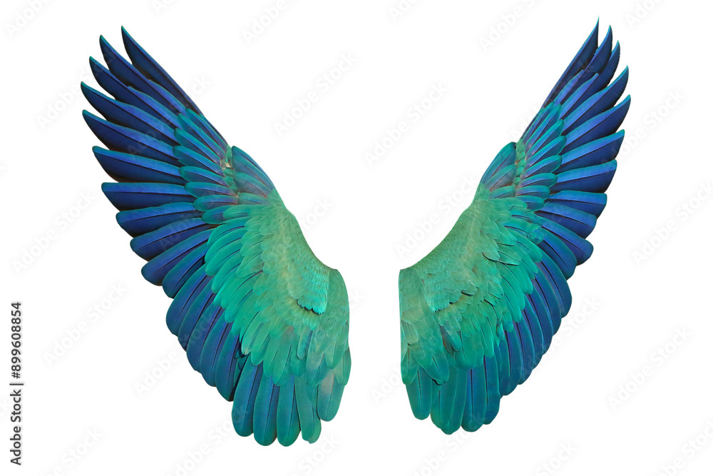 Obraz premium The brightly colored wings of a Blue and Gold Macaw parrot are isolated on transparent background png file