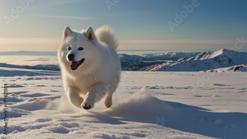 Playful Samoyed in Snowy Landscape