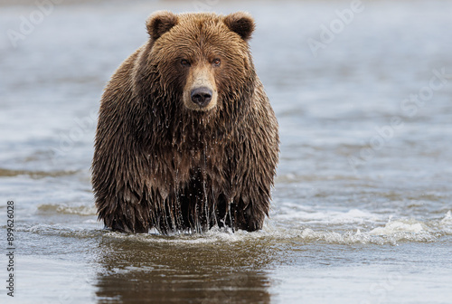 Fotografia A coastal brown bear in water