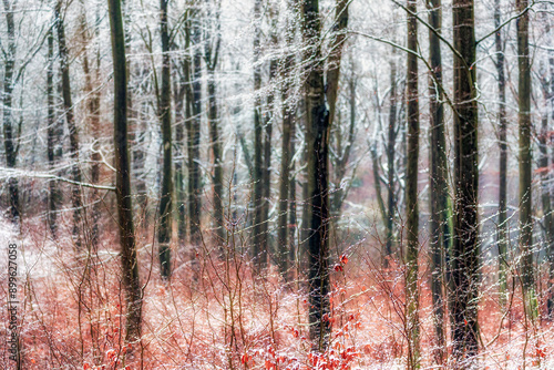 Fototapeta Naklejka Na Ścianę i Meble -  Zimowy las
