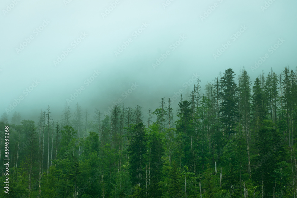 Fog over a green forest in the mountains. Overcast weather. Natural background. Tatra Mountains Fog over a green forest in the mountains. Overcast weather. Natural background. Tatra Mountains