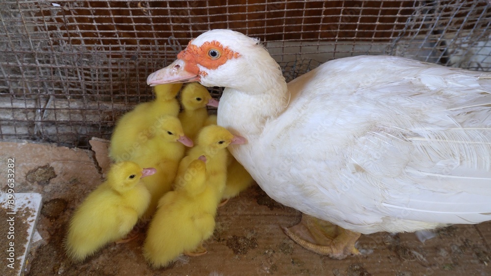 mother duck chicken, chicks and little yellow and tender newborns opening their doors to eat , mother child relationship in nature at birth