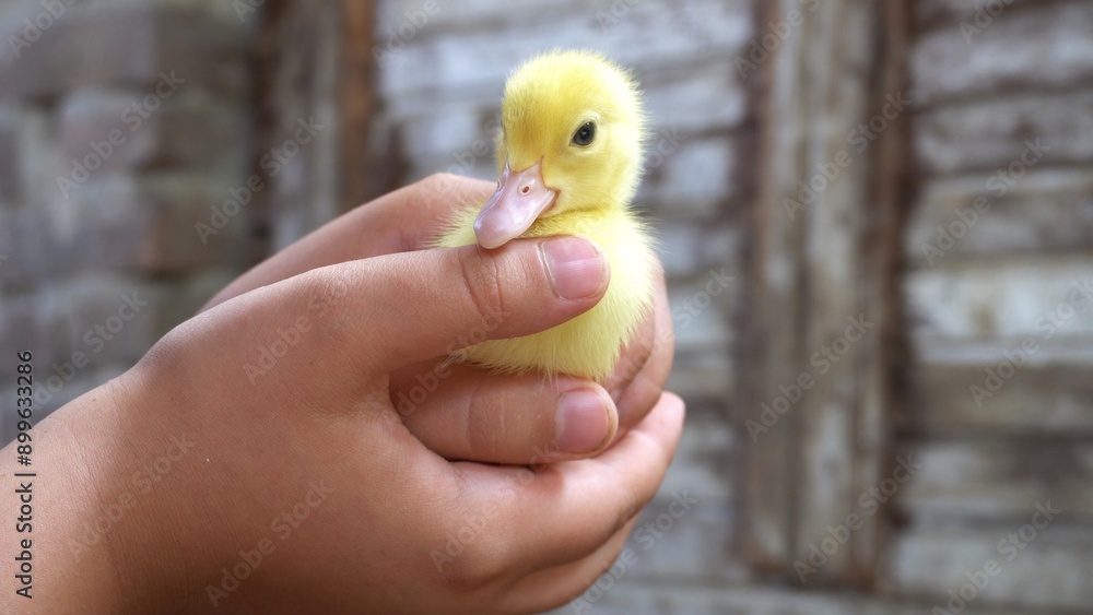 hands of boy children hold duck chicken, chicks and little yellow and tender newborns , human and animal ralation , pet teraphy for Child