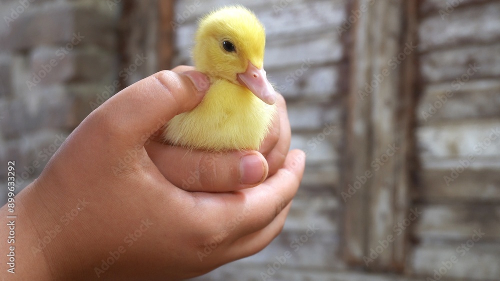hands of boy children hold duck chicken, chicks and little yellow and tender newborns , human and animal ralation , pet teraphy for Child