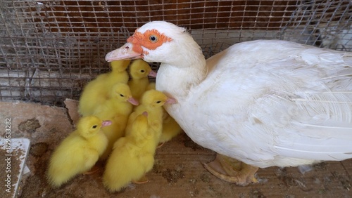 Obraz na płótnie mother duck chicken, chicks and little yellow and tender newborns opening their doors to eat , mother child relationship in nature at birth w salonie