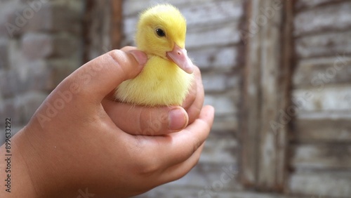 Obraz na płótnie hands of boy children hold duck chicken, chicks and little yellow and tender newborns , human and animal ralation , pet teraphy for Child w salonie