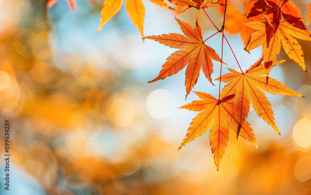 Vibrant autumn leaves in warm tones captured against a soft bokeh background, highlighting the beauty of fall foliage. Vibrant autumn leaves in warm tones captured against a soft bokeh background, highlighting the beauty of fall foliage.