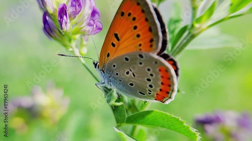 Wallpaper Mural 나비,곤충,꽃,한국,자연 Torontodigital.ca