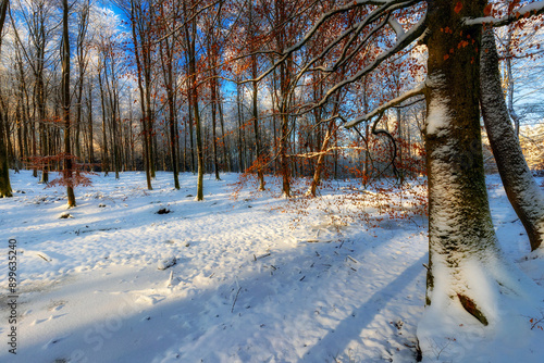 Fototapeta Naklejka Na Ścianę i Meble -  Zimowy las