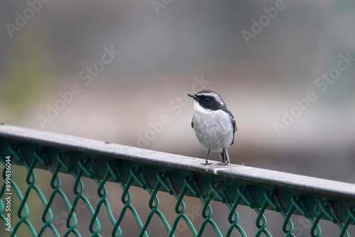 grey bush chat or Saxicola ferreus in Abbott Mount, Uttarakhand, India photo