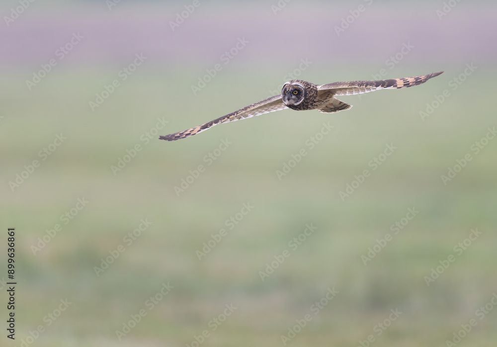 Short-eared owl flying over a field Short-eared owl flying over a field