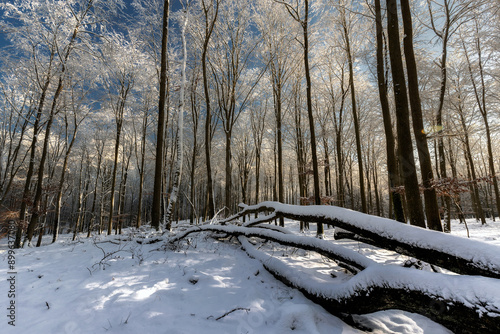 Wallpaper Mural Zimowy poranek Torontodigital.ca