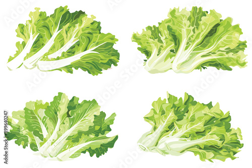 Fresh green lettuce, Fresh and healthy vegetable, Set of different fresh green organic lettuce, Fresh lettuce isolated on white background, Vector illustration