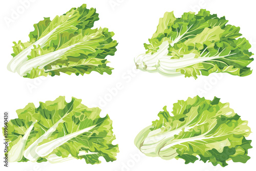 Fresh green lettuce, Fresh and healthy vegetable, Set of different fresh green organic lettuce, Fresh lettuce isolated on white background, Vector illustration