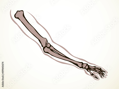 Vector drawing. Bones of the arm and shoulder