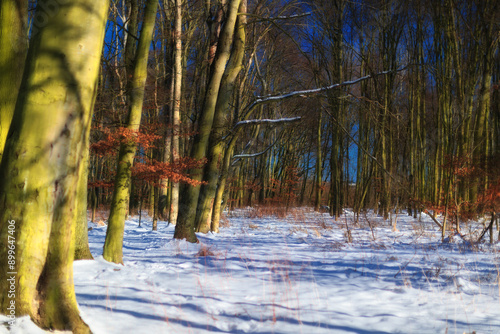 Fototapeta Naklejka Na Ścianę i Meble -  Zimowy las