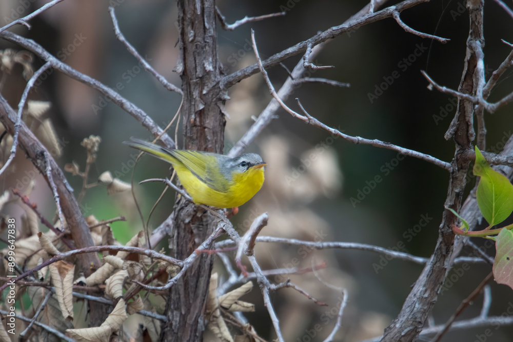 grey-hooded warbler or Phylloscopus xanthoschistos in Abbott Mount, Uttarakhand, India grey-hooded warbler or Phylloscopus xanthoschistos in Abbott Mount, Uttarakhand, India