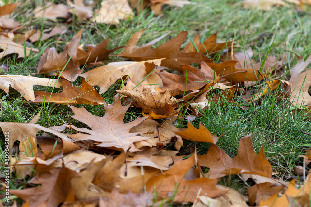 Autumn leaves on grass Autumn leaves on grass