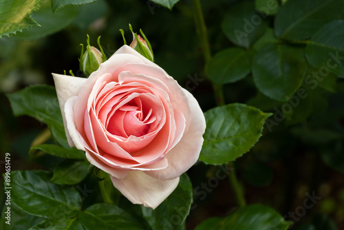 Beatutiful blooming pink rose