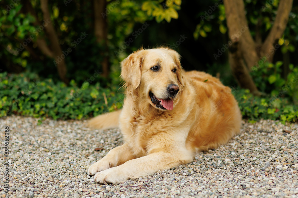 Golden Labrador retriever lying outdoor near green bushes Golden Labrador retriever lying outdoor near green bushes
