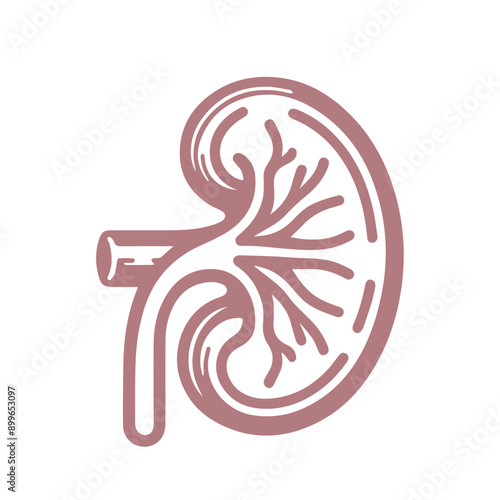 human kidney organ Icon flat design