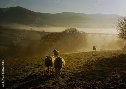 Early spring morning and the sheep