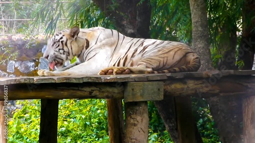 A beautiful white tiger. Video clip of two white tiger at Arignar anna zoological park, Tamil Nadu, India.   photo