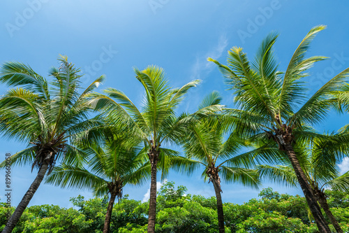 Fototapeta Naklejka Na Ścianę i Meble -  palm trees on blue sky background