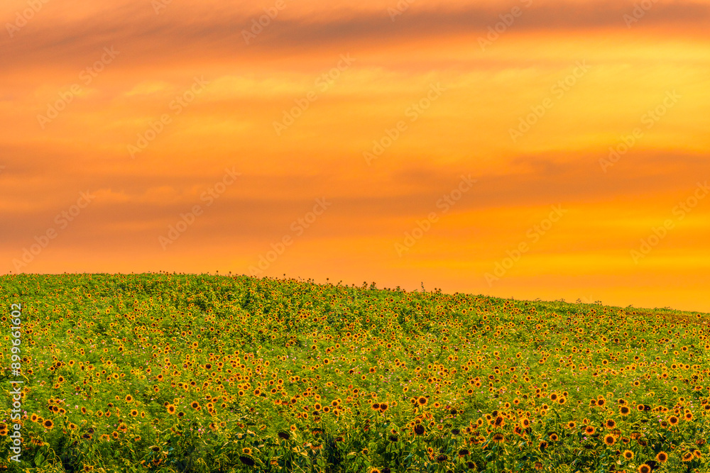 Obraz premium 해바라기