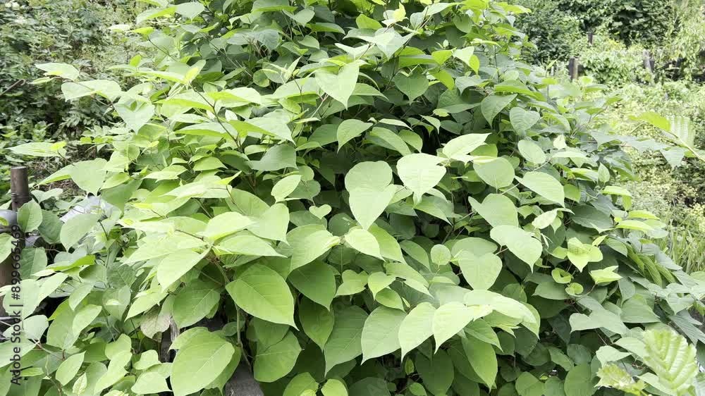 Japanese knotweed, Fallopia, japonica Japanese knotweed, Fallopia, japonica