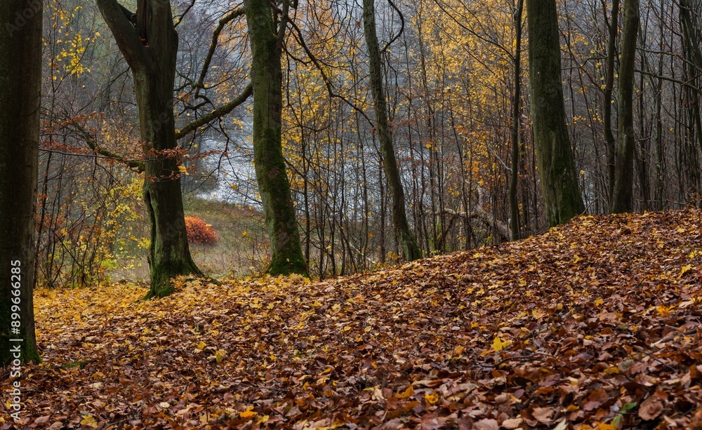 Jesień Jesień
