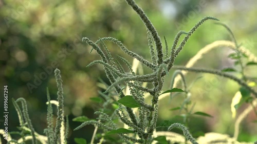 The Amaranthus spinosus flower, known as spiny amaranth, stands out against a blurred foliage backdrop.