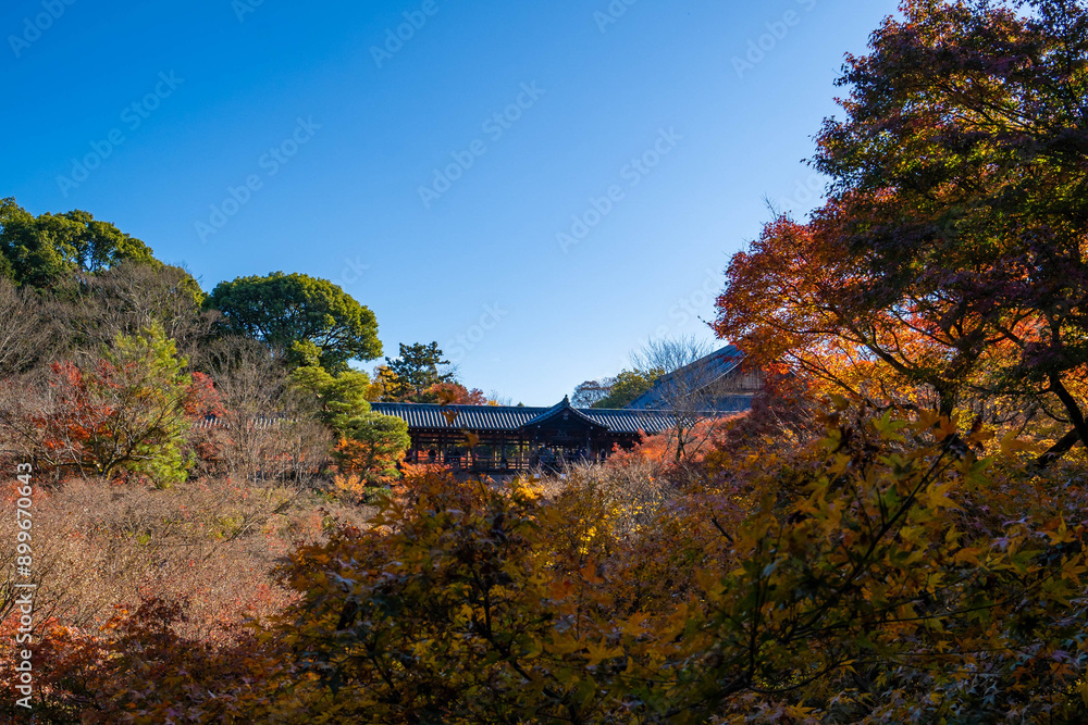 東福寺の紅葉 東福寺の紅葉